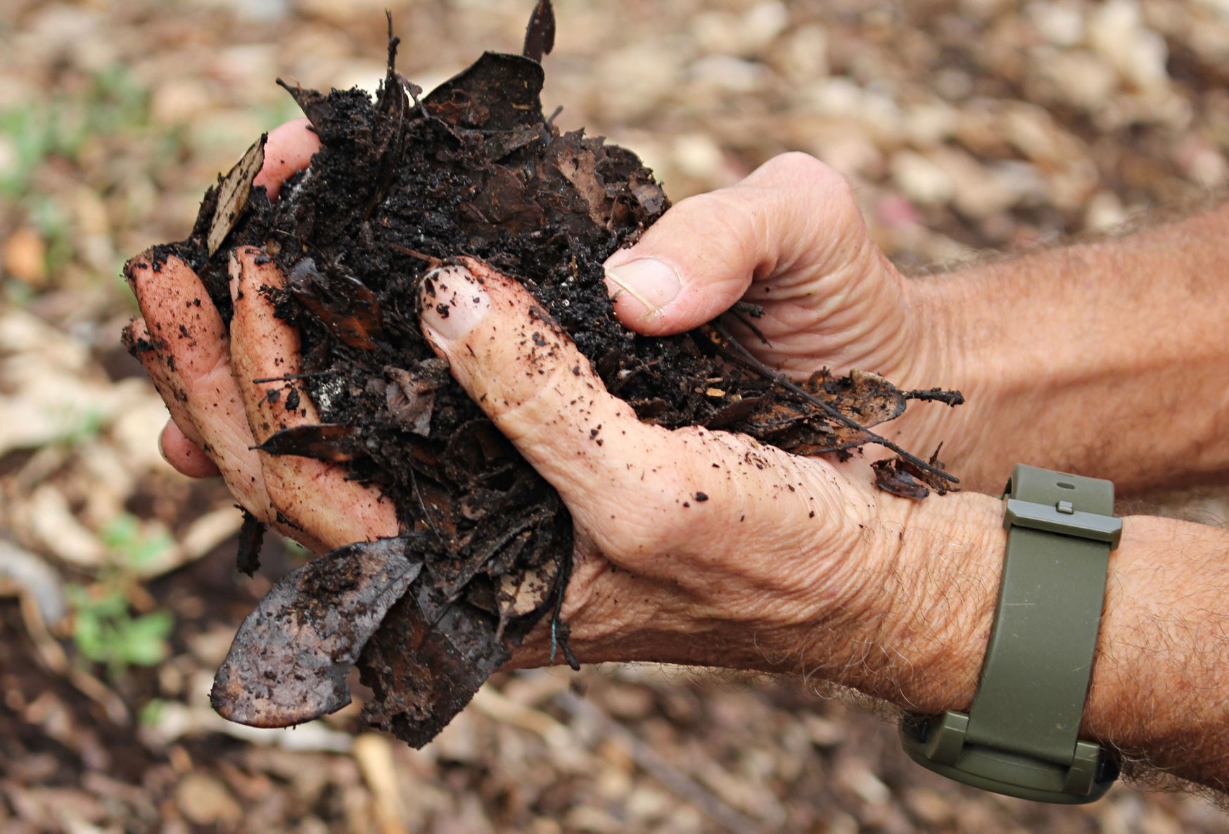 UTA compost ambassador vies for sustainability